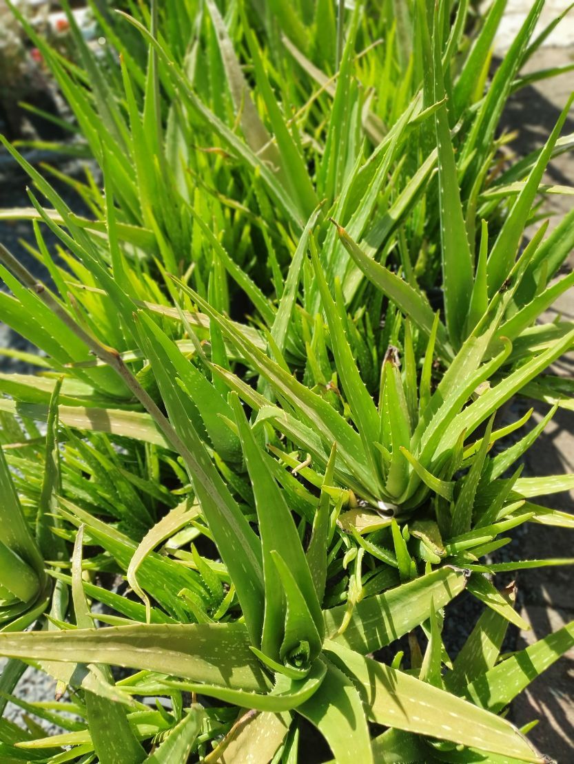 Aloe Vera Plants  — Landscape Supplies in Port Macquarie, NSW