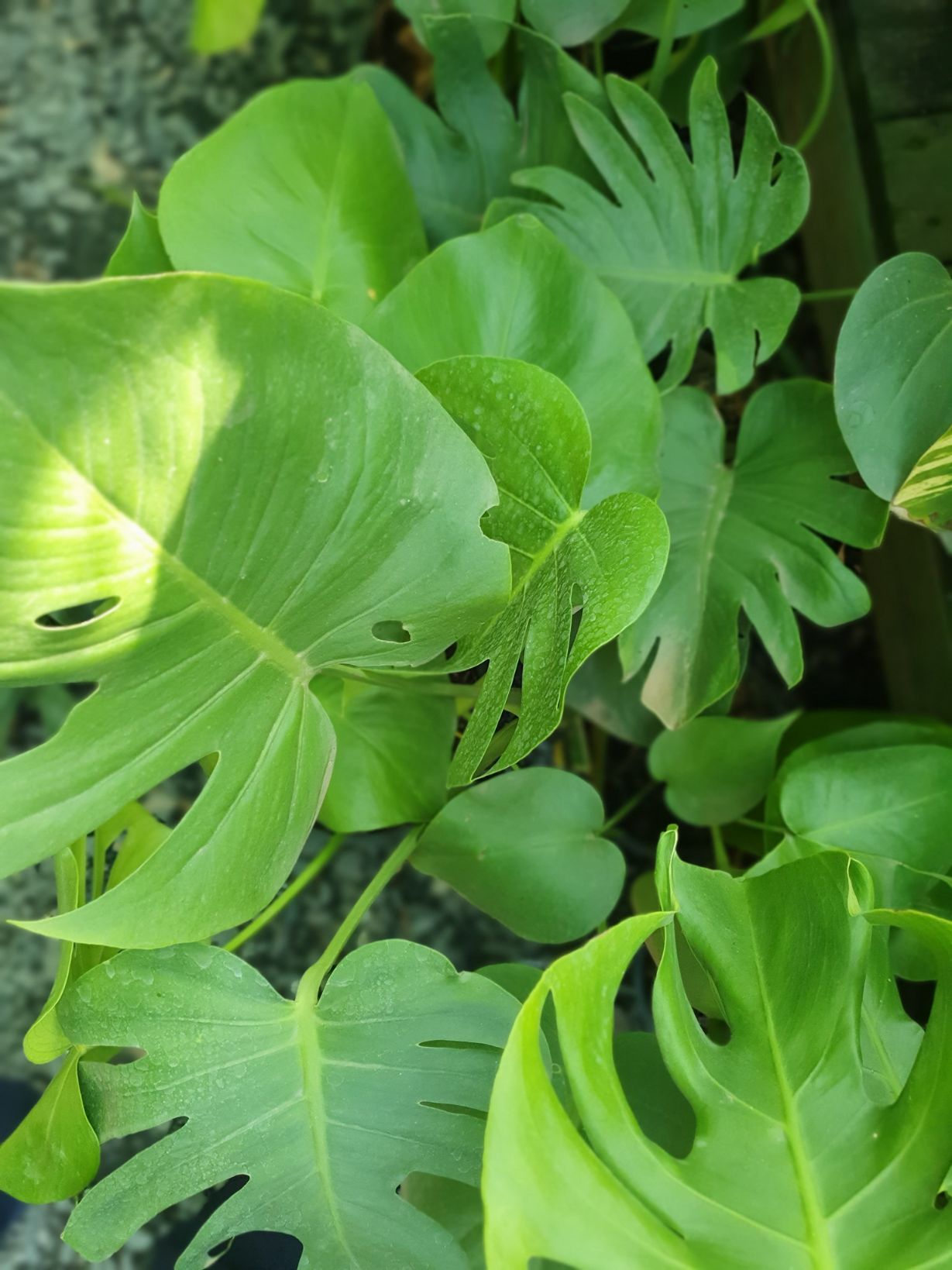 Monstera Plants — Landscape Supplies in Port Macquarie, NSW