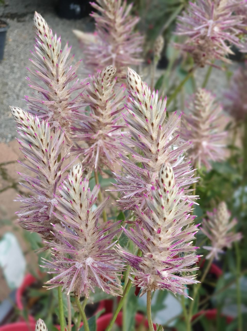 Phoenix — Landscape Supplies in Port Macquarie, NSW