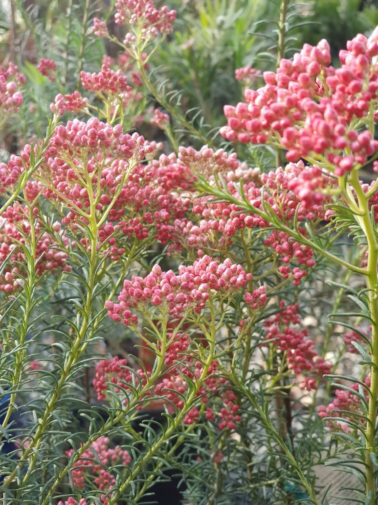 Red Gingham — Landscape Supplies in Port Macquarie, NSW