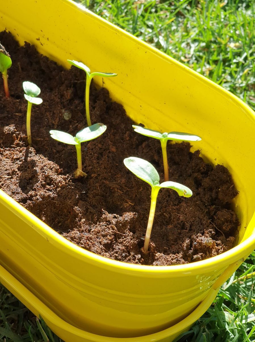 Seedlings In Soil — Soil in Port Macquarie, NSW