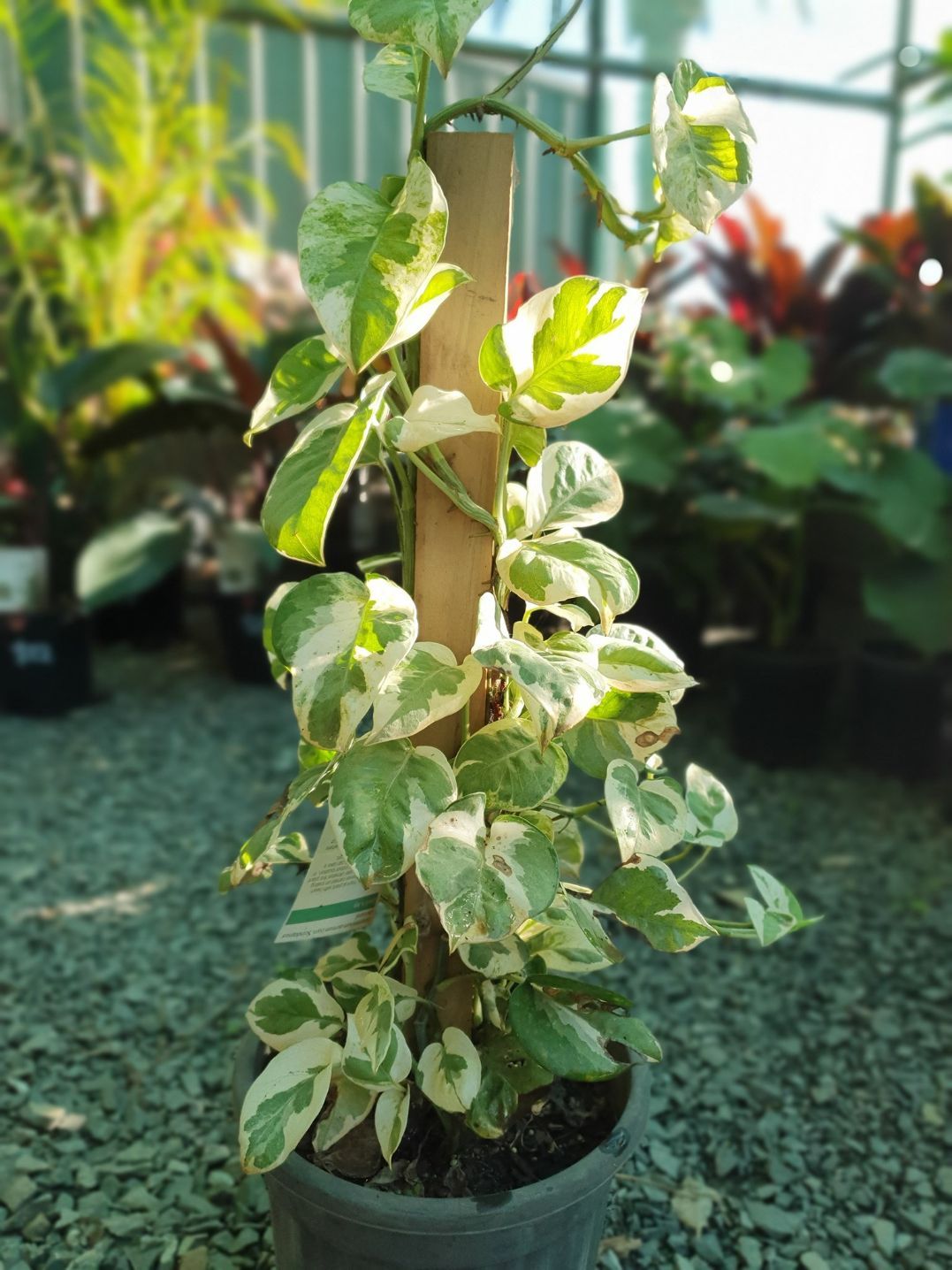 Nursery in Port Macquarie Port Landscape Supplies