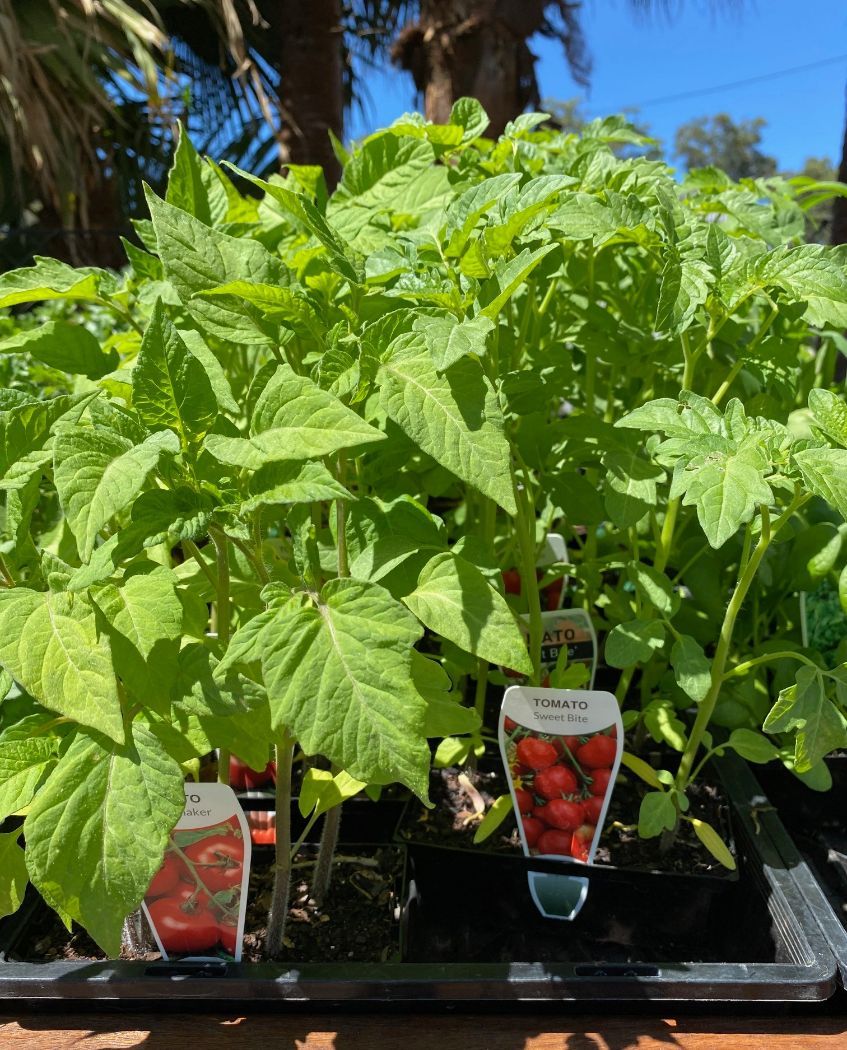 Tomato Plants — Landscape Supplies in Port Macquarie, NSW