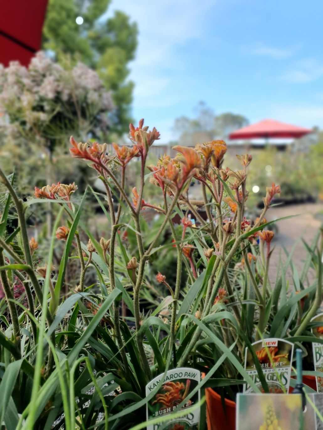 Kangaroo Paw Bush Fire — Landscape Supplies in Port Macquarie, NSW
