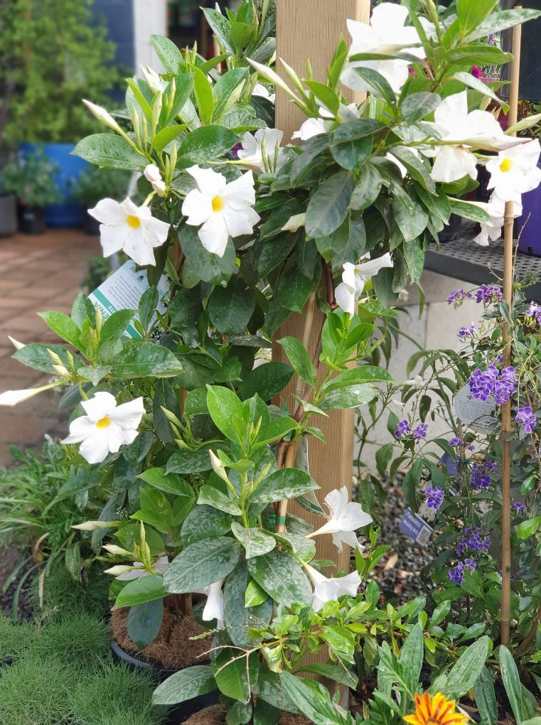 Dipladenia Rio White — Landscape Supplies in Port Macquarie, NSW