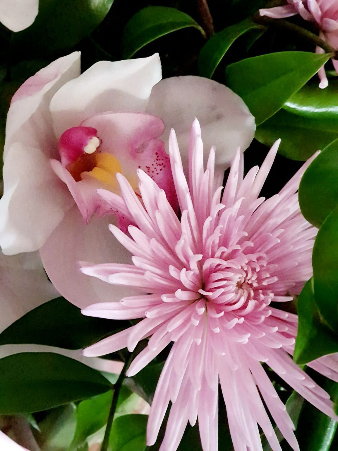 Pink Flowers — Landscape Supplies in Port Macquarie, NSW