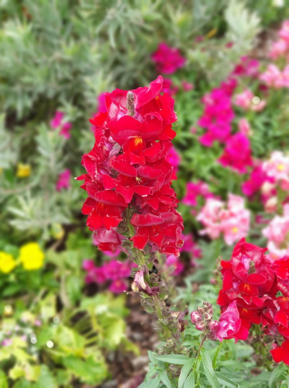 Snapdragon Flowers — Landscape Supplies in Port Macquarie, NSW