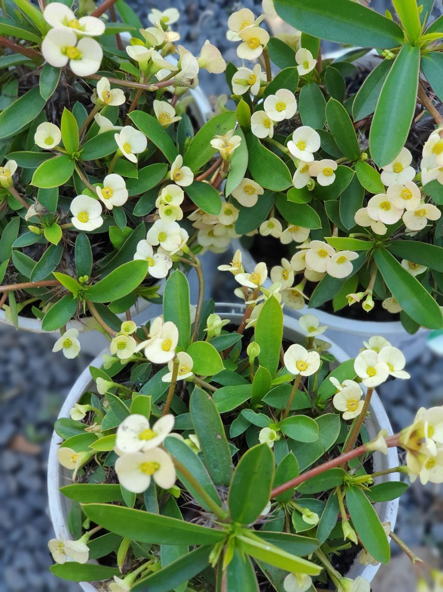 Crown Of Thorns — Landscape Supplies in Port Macquarie, NSW