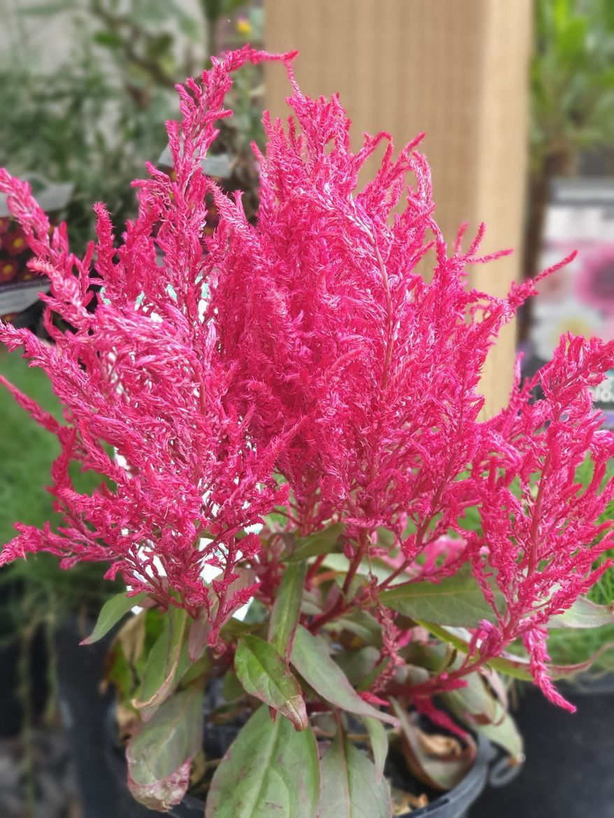 Dragon's Breath — Landscape Supplies in Port Macquarie, NSW