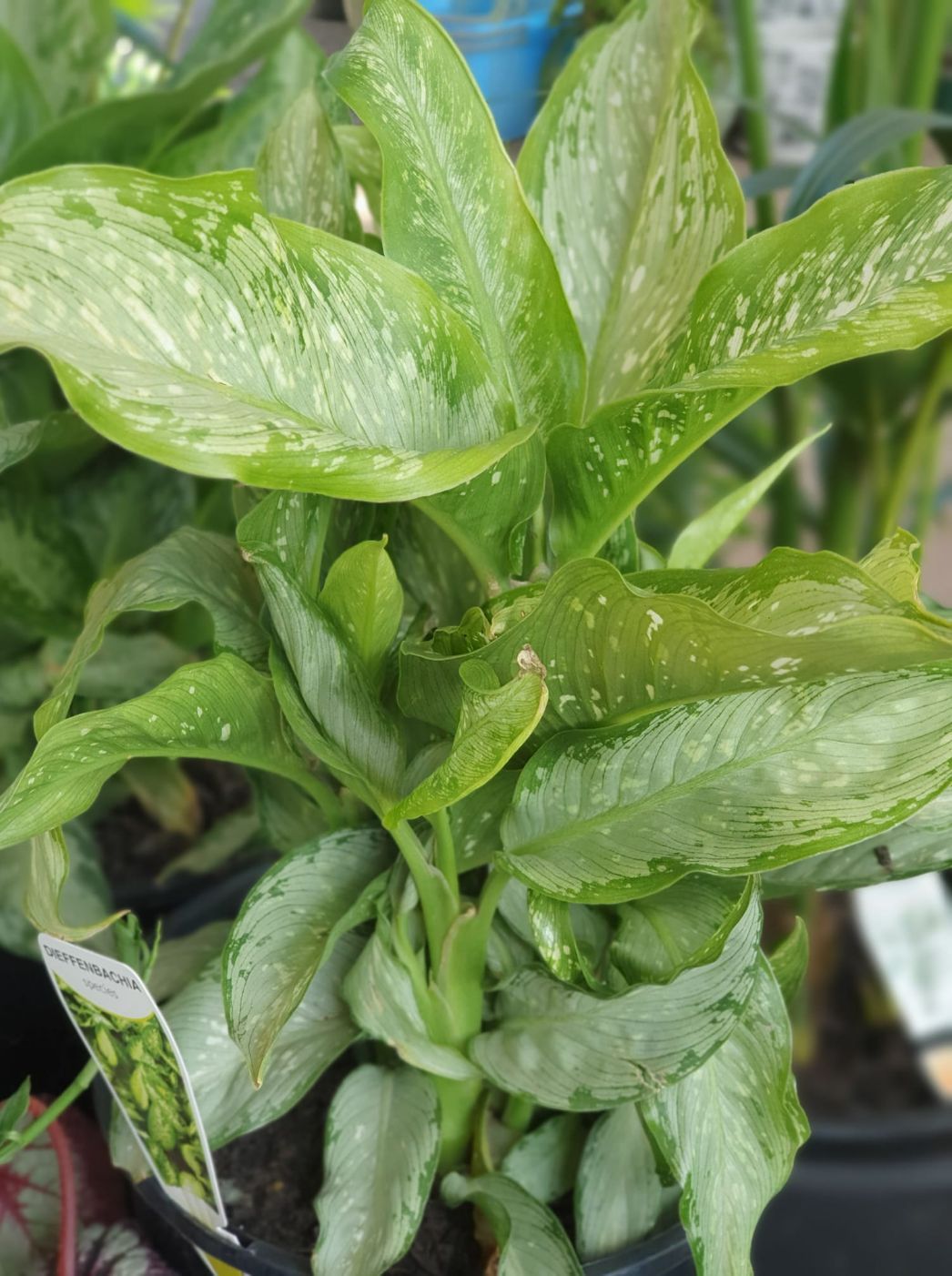 Dieffenbachia Plant — Landscape Supplies in Port Macquarie, NSW