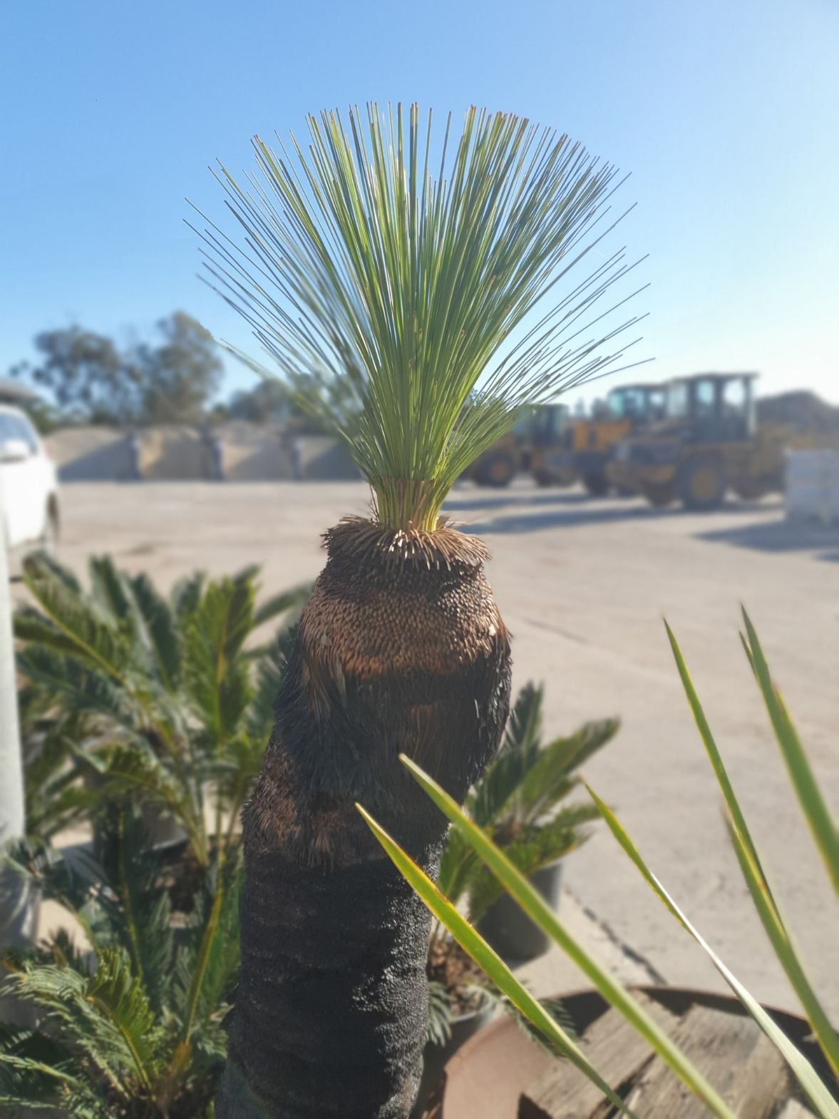 Grass Tree — Landscape Supplies in Port Macquarie, NSW