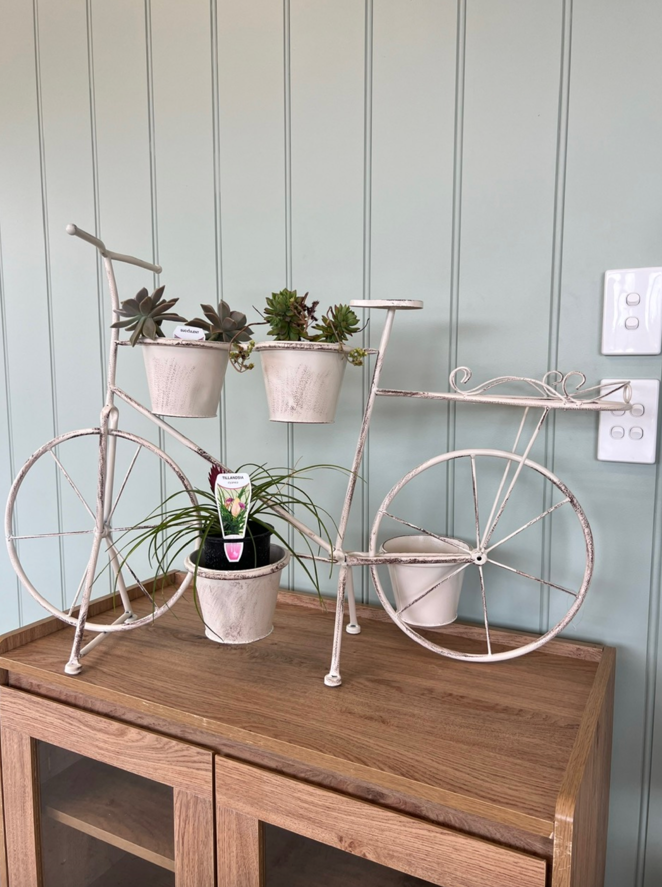 Magnolia Trees — Landscape Supplies in Port Macquarie, NSW