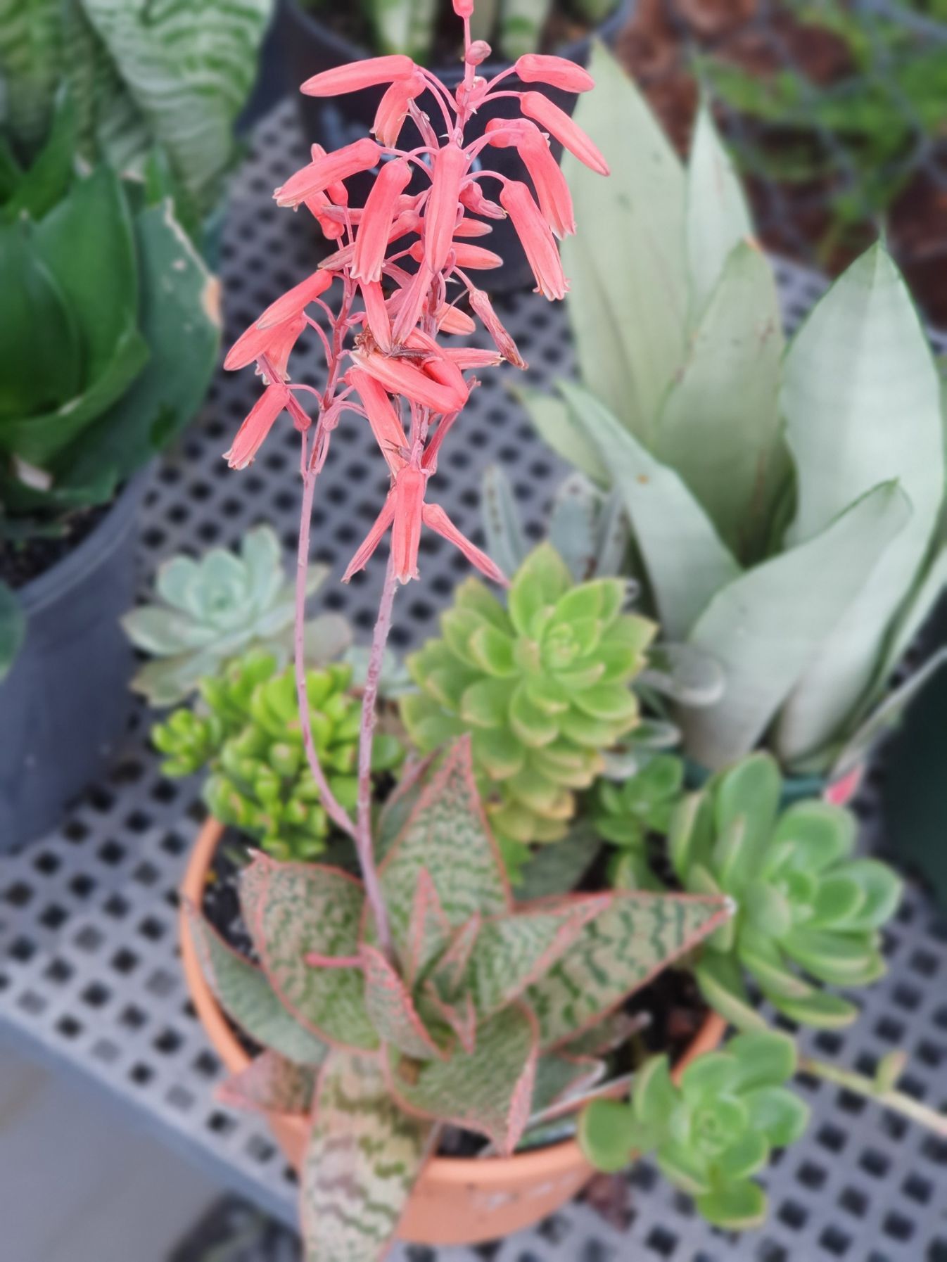Succulents With Pink Flowers — Landscape Supplies in Port Macquarie, NSW