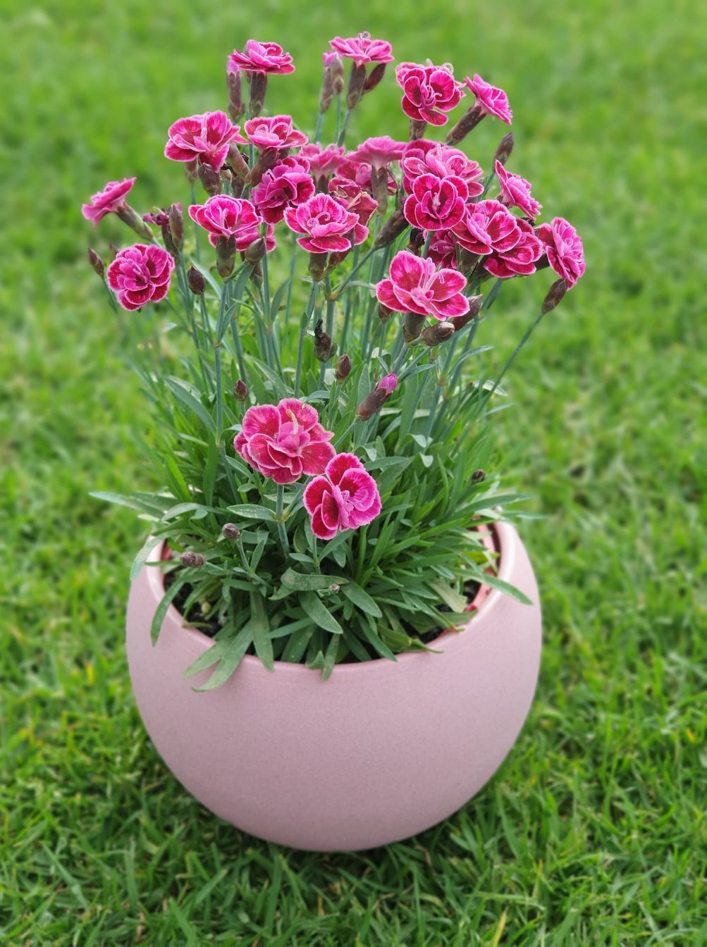 Pink Kisses Plant — Landscape Supplies in Port Macquarie, NSW
