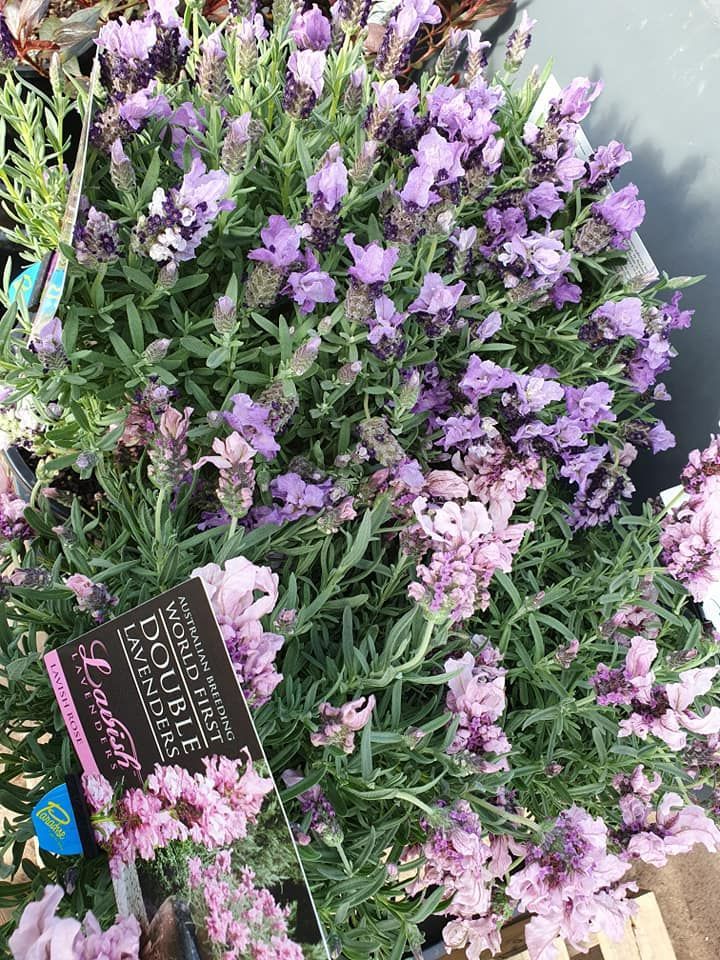 Lavender — Landscape Supplies in Port Macquarie, NSW