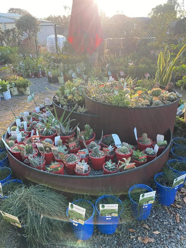 Variety Of Succulents — Landscape Supplies in Port Macquarie, NSW