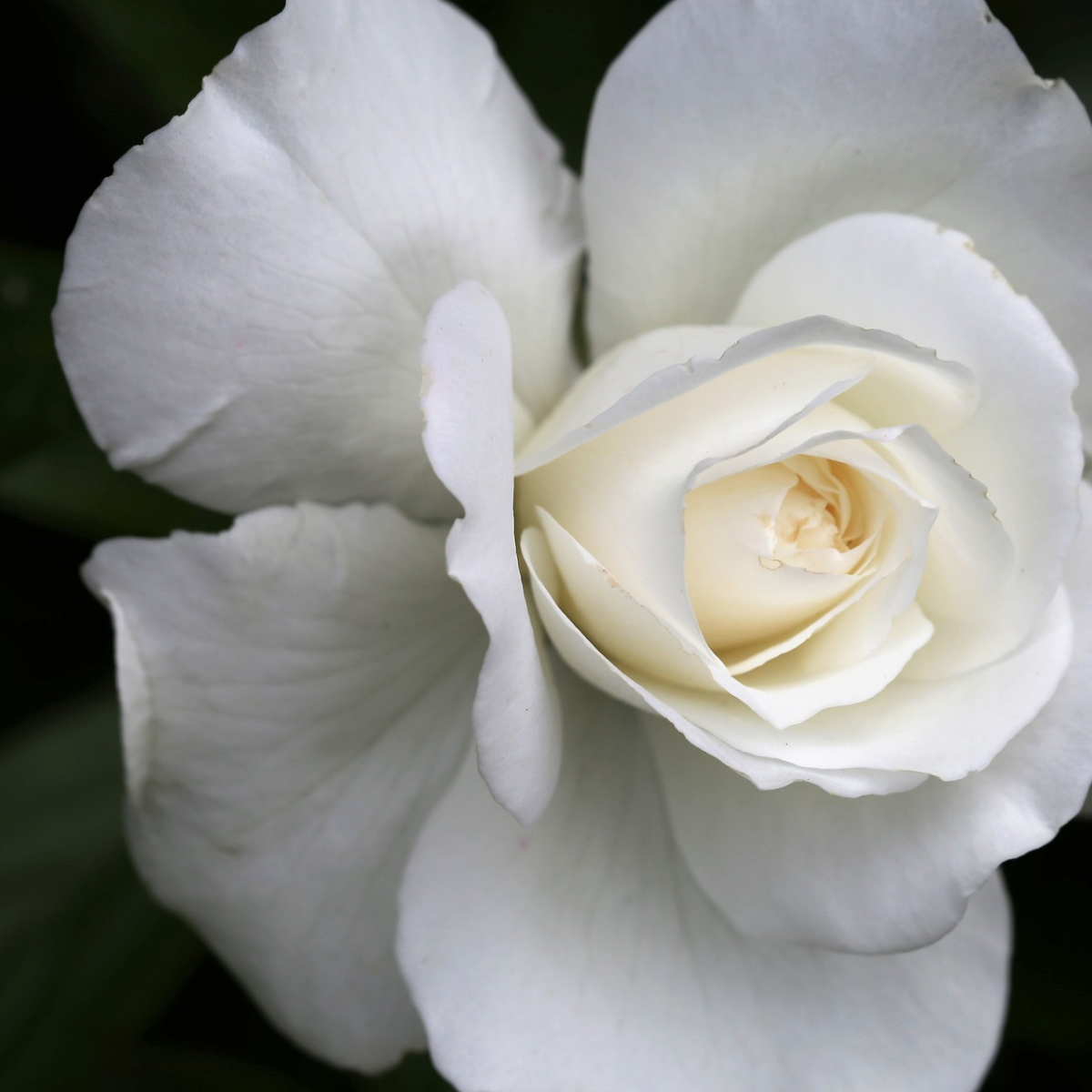The White Rose Direct Cremation