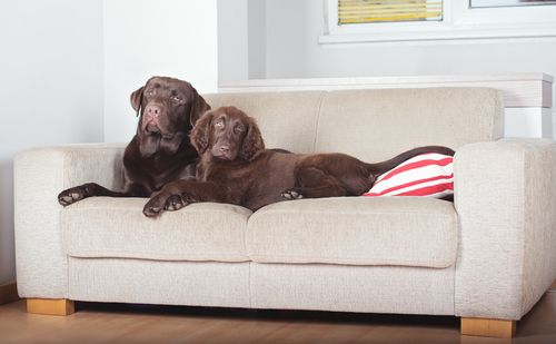Professional needed for couch cleaning for pet odor and fur in Sheridan, CO
