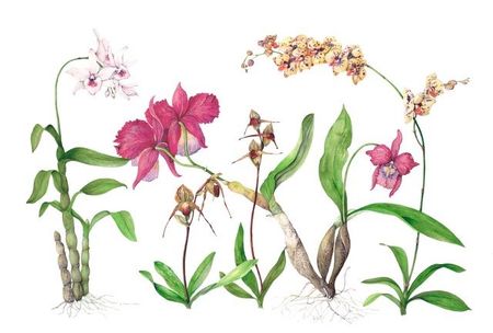 classic botanical painting by renate collins hume