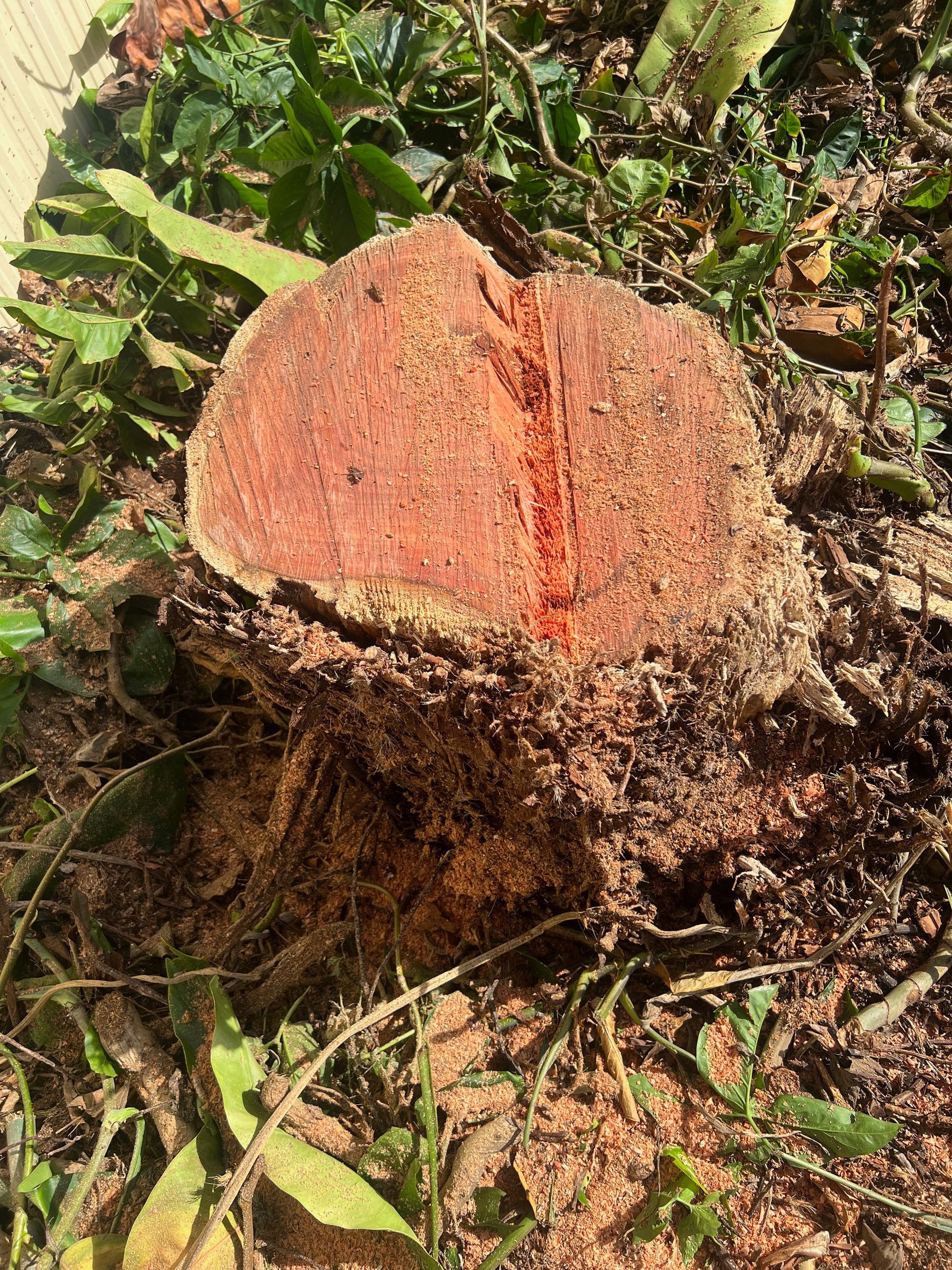 A Man Is Cutting a Tree from A Crane — Central Coast Tree Removal In Wyongah, NSW