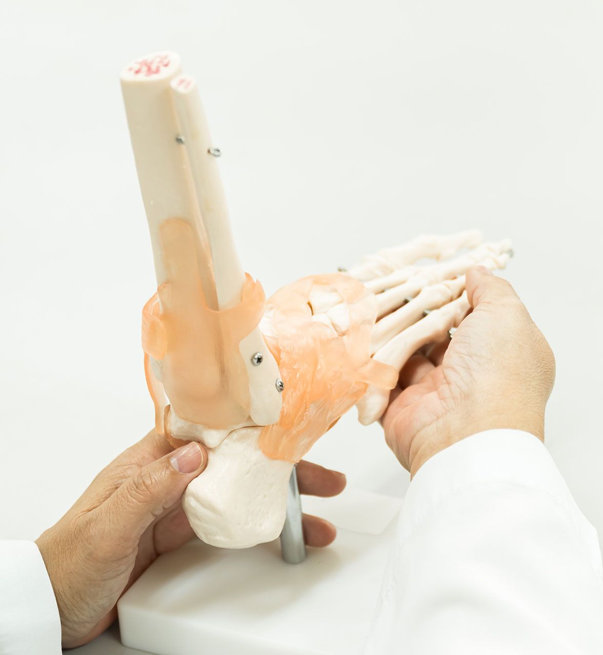 Person holding a model of a foot and ankle, demonstrating anatomy.