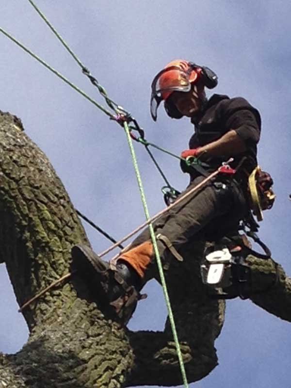 Tree Felling by an expert
