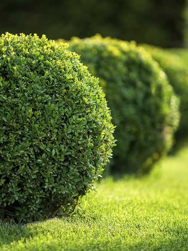 Hedge Cutting And Pruning