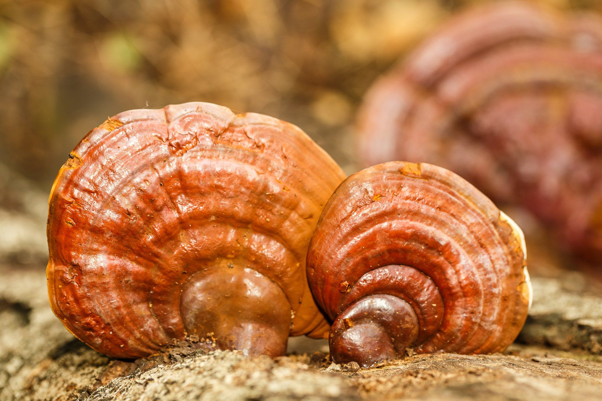 Ganoderma (Lingzhi Mushroom)
