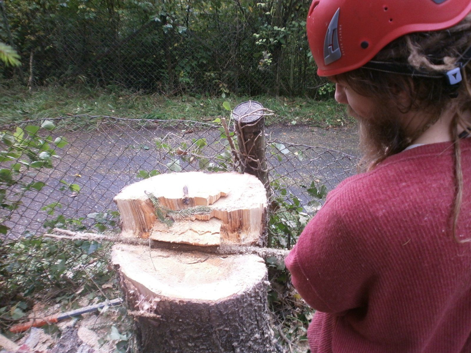 Baumpfleger begutachtet die Bruchleiste nach einer Baumfällung