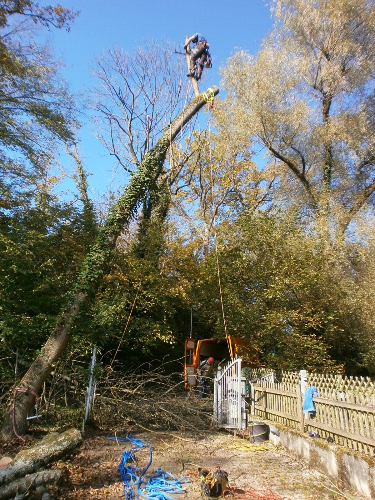 Baumpfleger klettert auf einem halb gefällten Baum über einer Tor-Einfahrt
