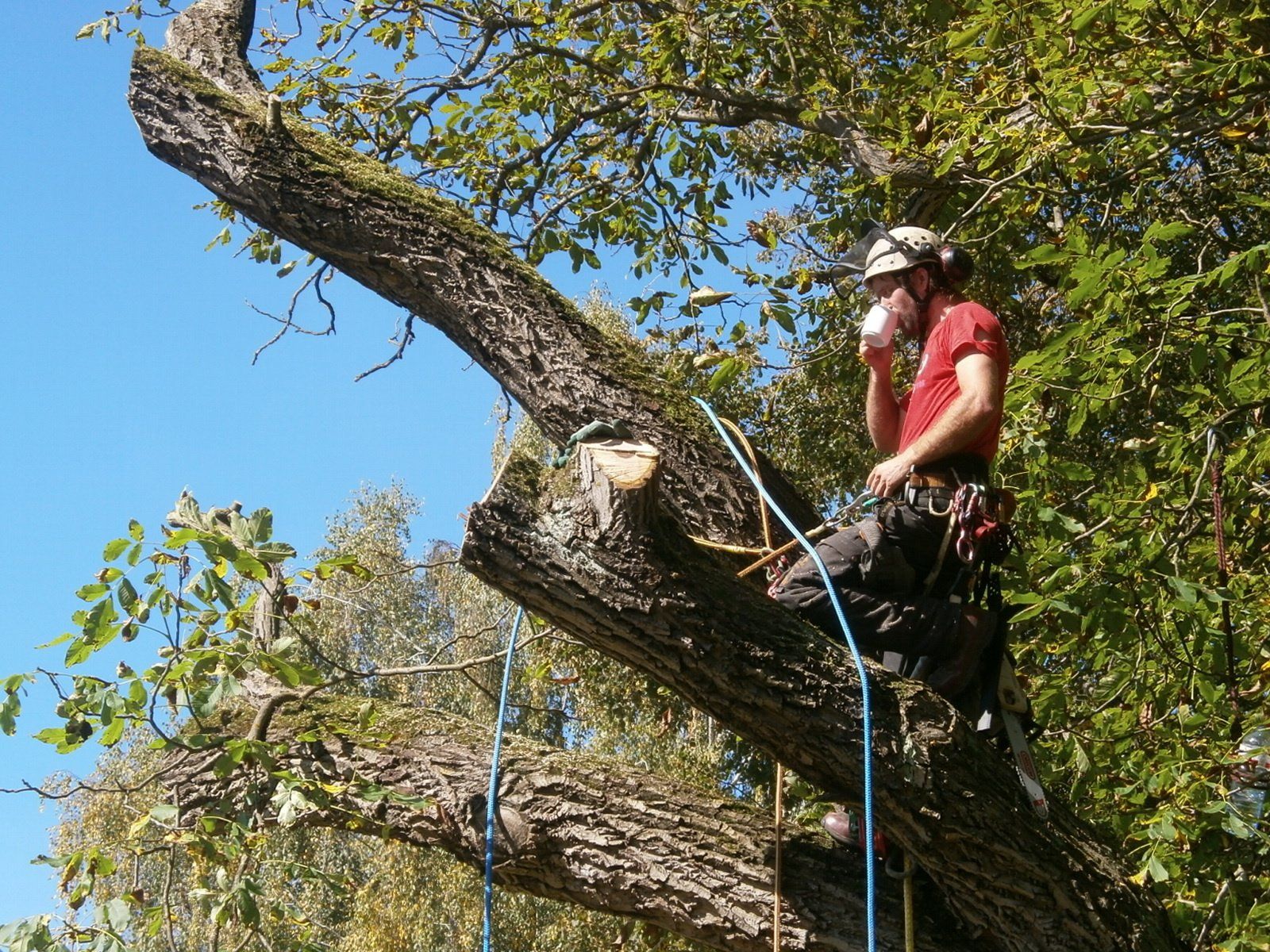 Baumpfleger bei der Kaffepause auf einem zu fällenden Baum in Reutlingen.