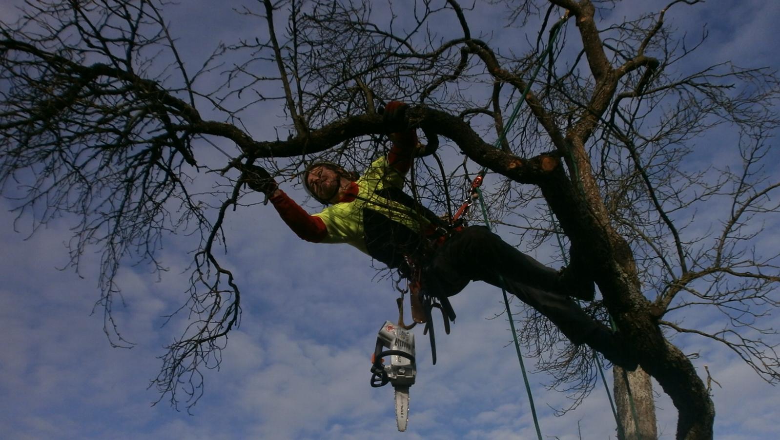 Baumpfleger in Seilklettertechnik in einer Zwetschge, Froschperspektive