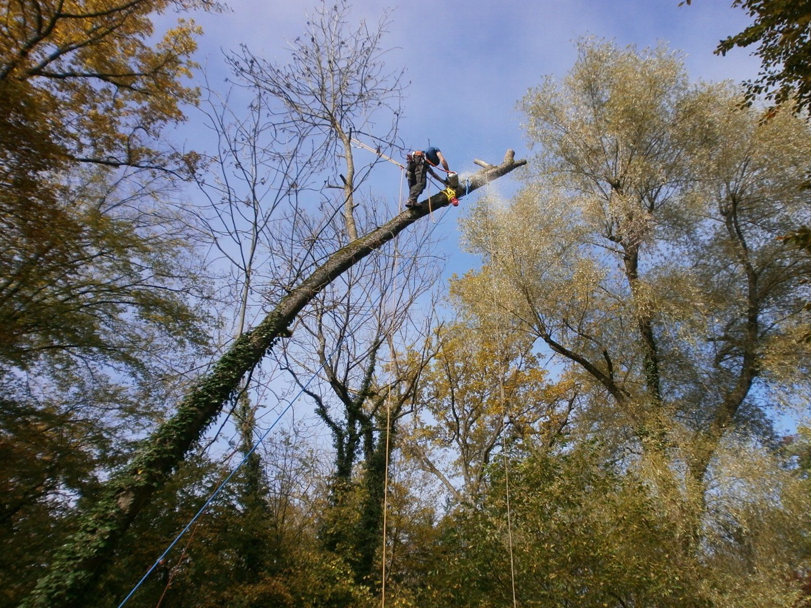 Baumpfleger-Akrobatik auf einem schiefen Baum: Baumfällung in Mössingen.