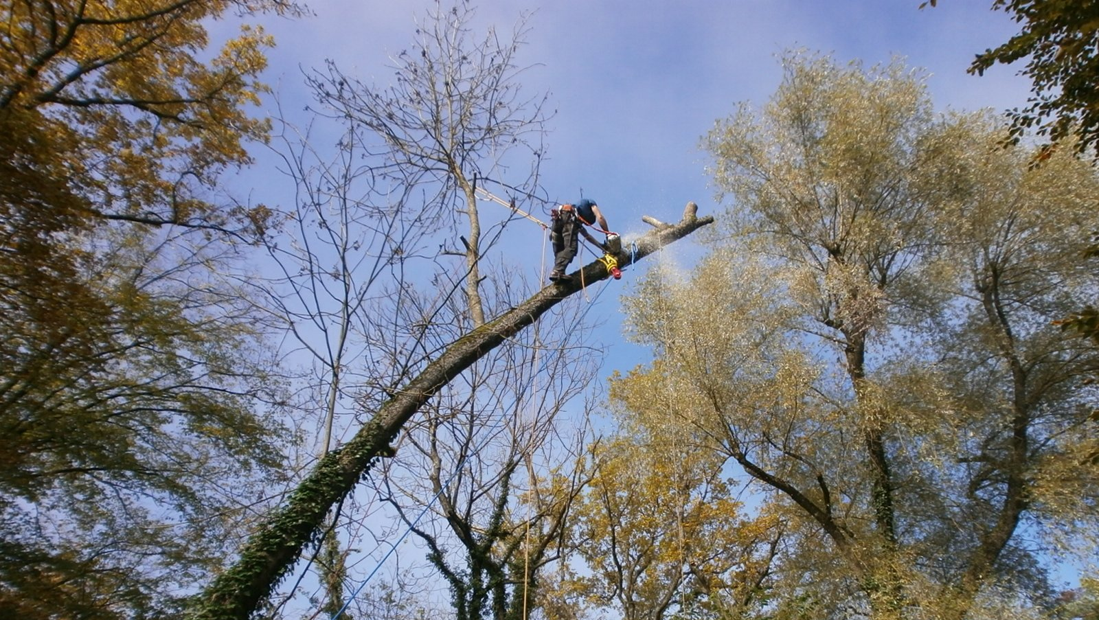 Baumpfleger beim stückweisen Abtragen eines Baumes mit Hilfe von SKT-A und Rigging