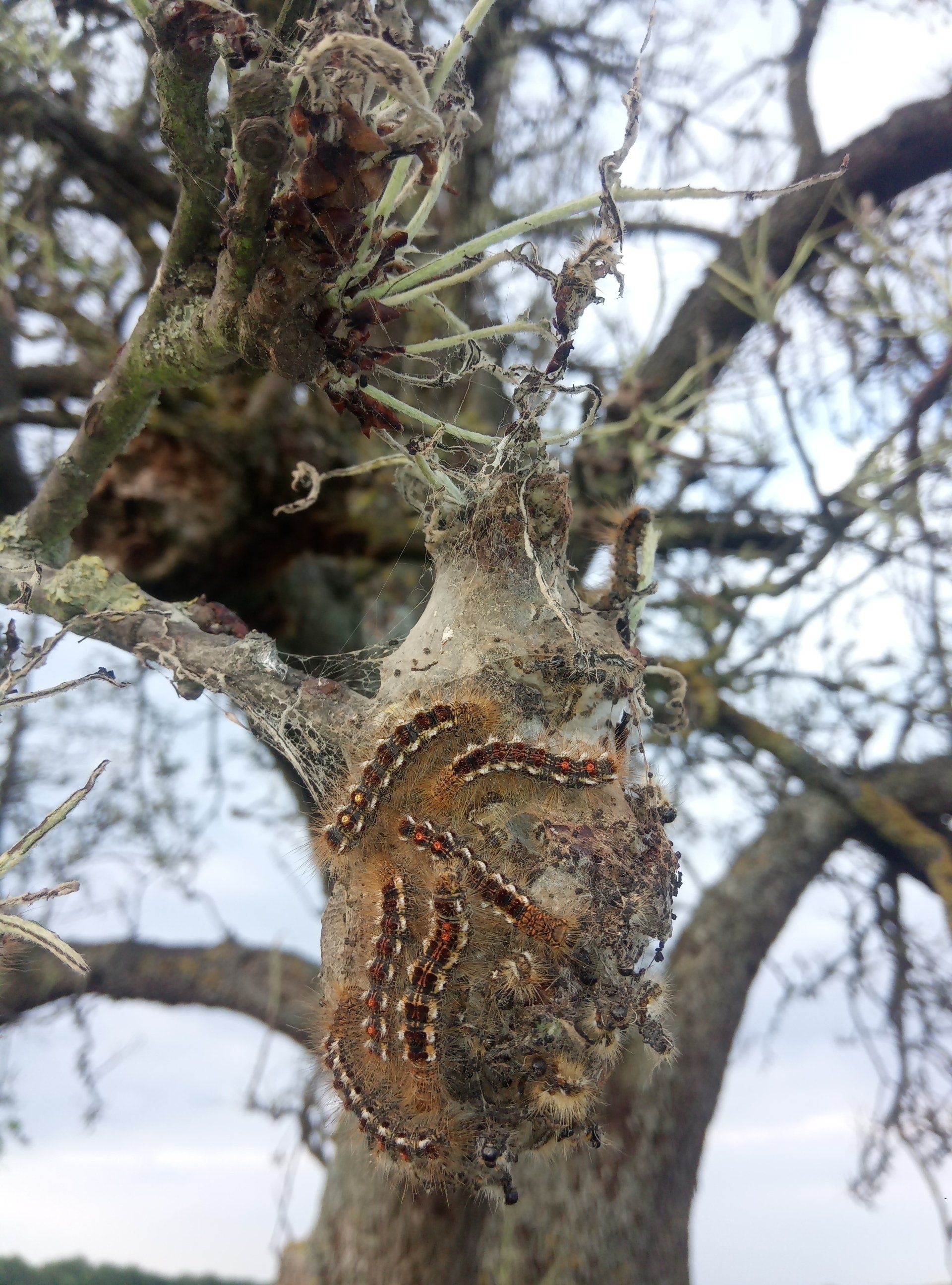 Raupen und deren Spinnerei an einem kahlgefressenen Obstbaum