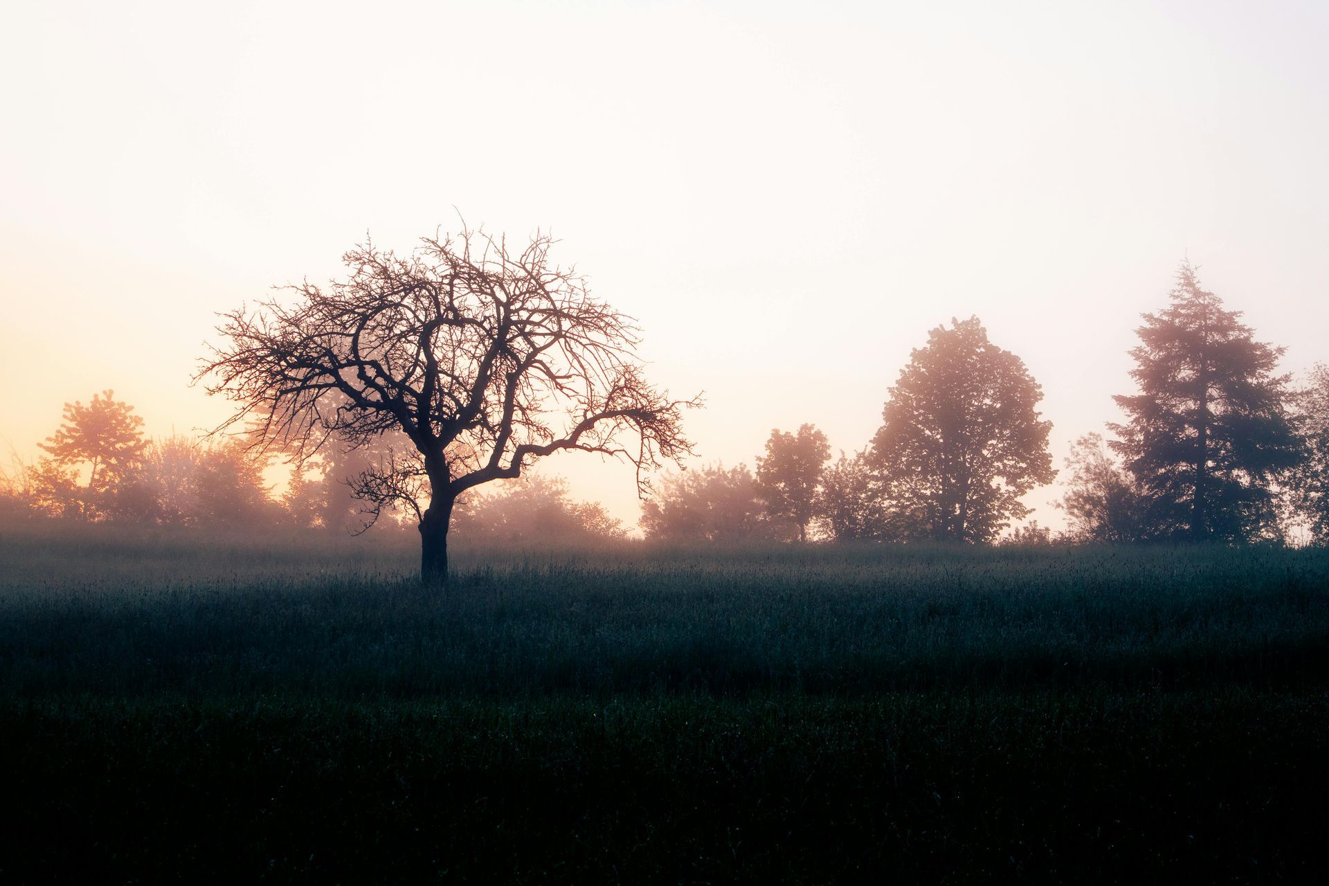 Obstbaum im Nebel