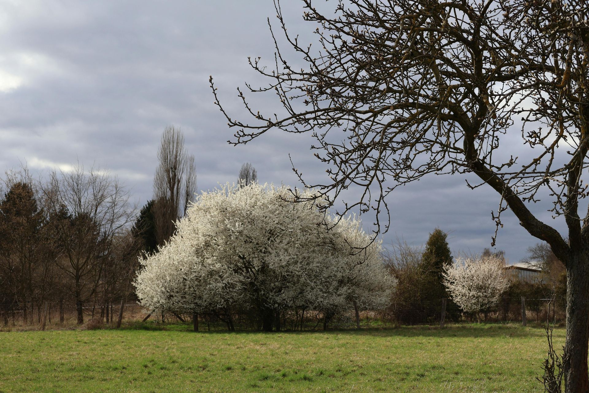 Bäume in der Blüte