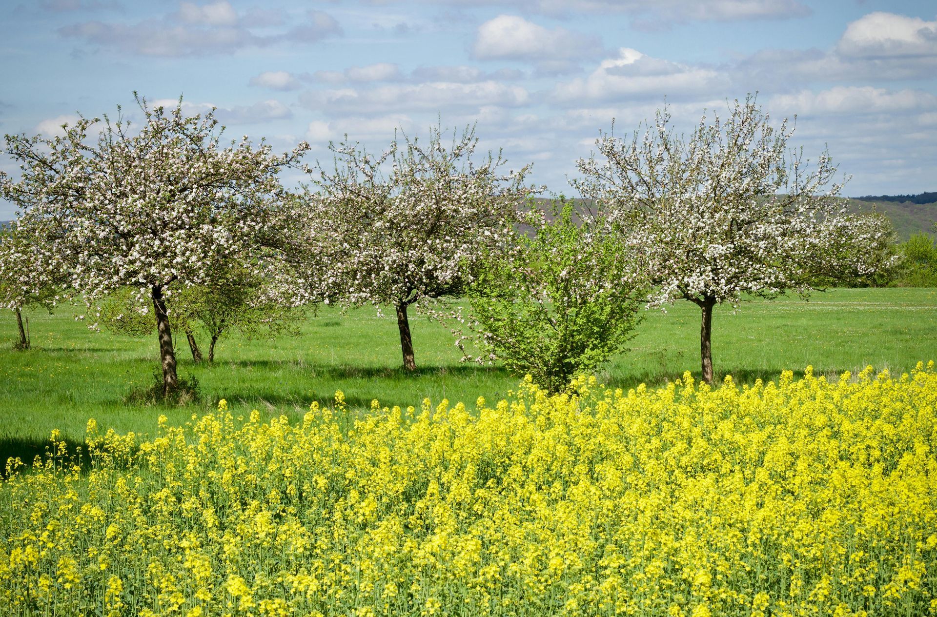Streuobstwiese im Frühling
