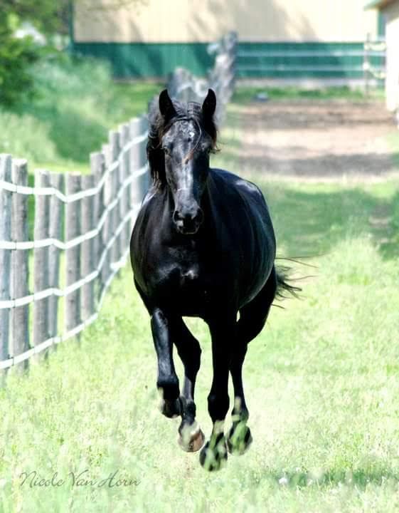 Black horse running toward the camera in a grassy field beside a white fence.