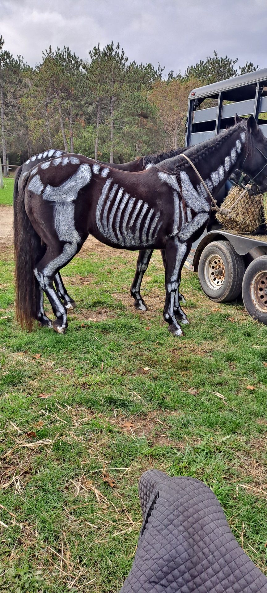 Black horse with white skeleton markings stands on grass beside a trailer, with another horse partly visible behind.