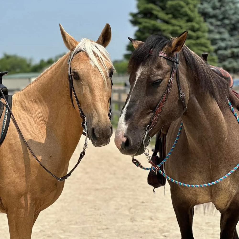 Brown horse wearing a bridle, white blaze, and pricked ears with weeping willow background.