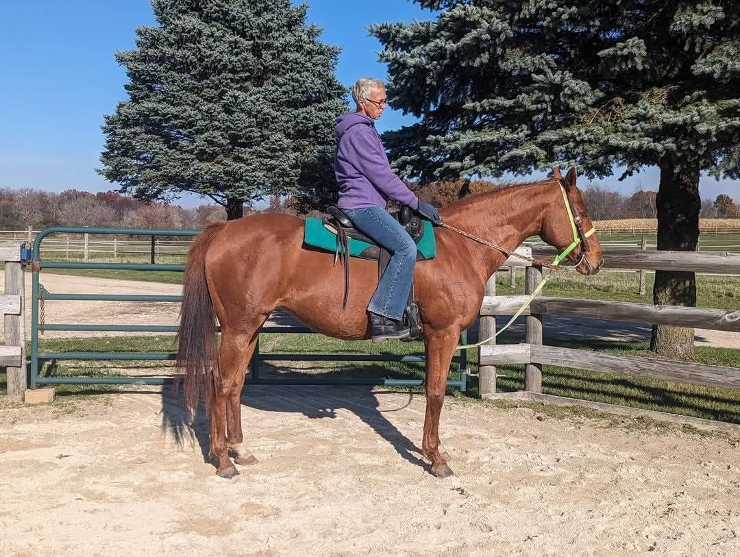Person riding a brown horse in a sandy paddock with trees and a fence behind.