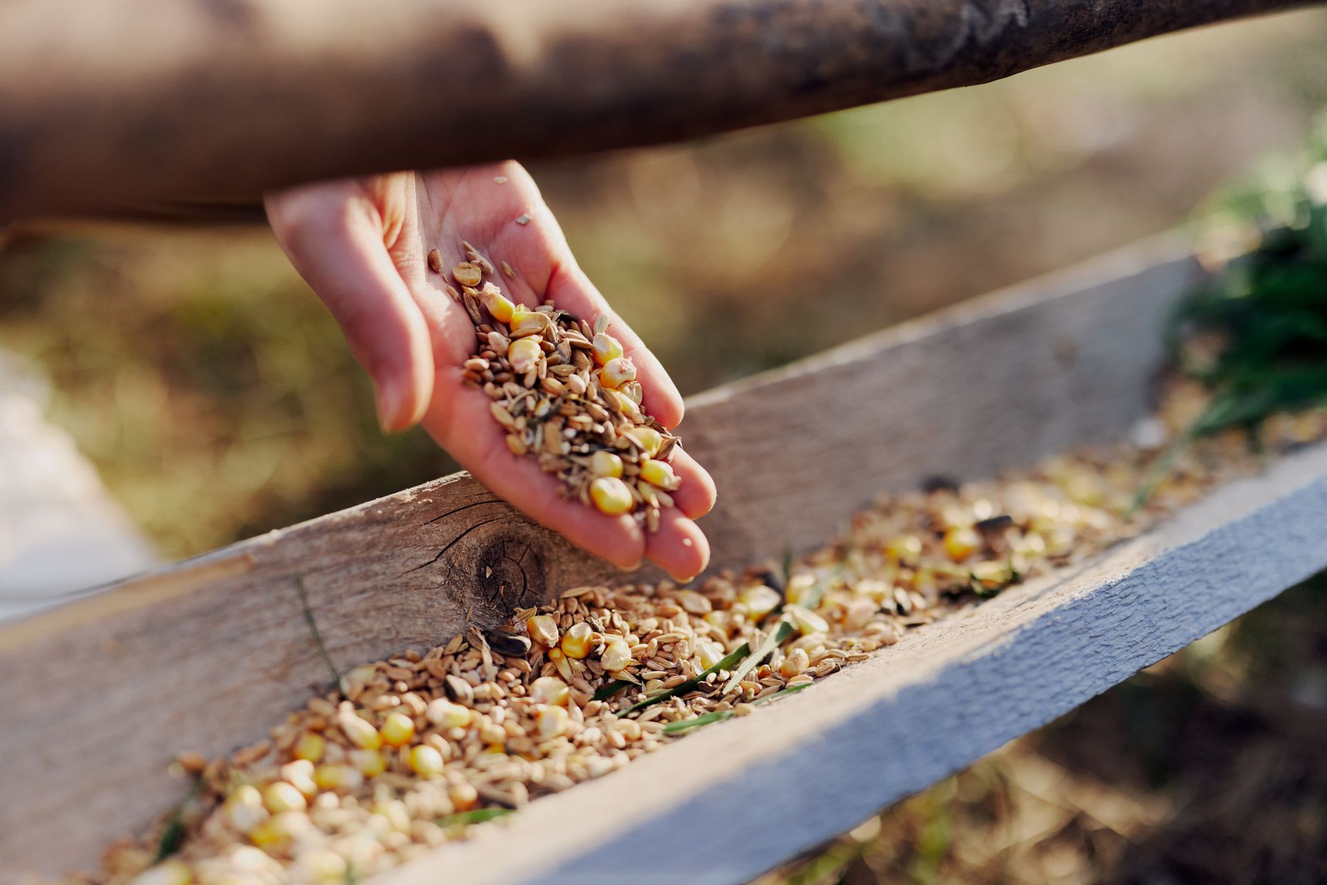 A person is pouring food into a bird feeder.