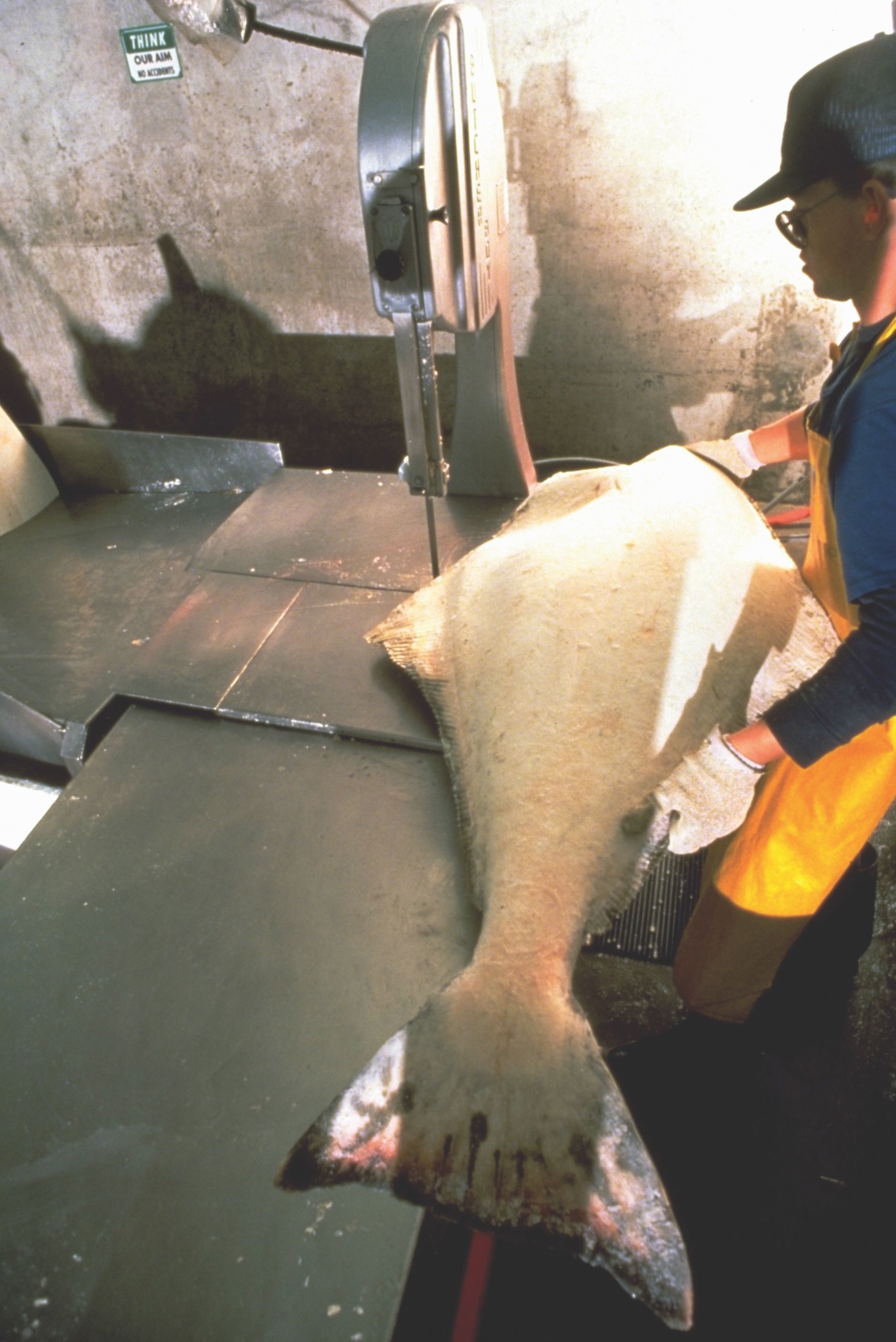 A man is cutting a large fish on a band saw