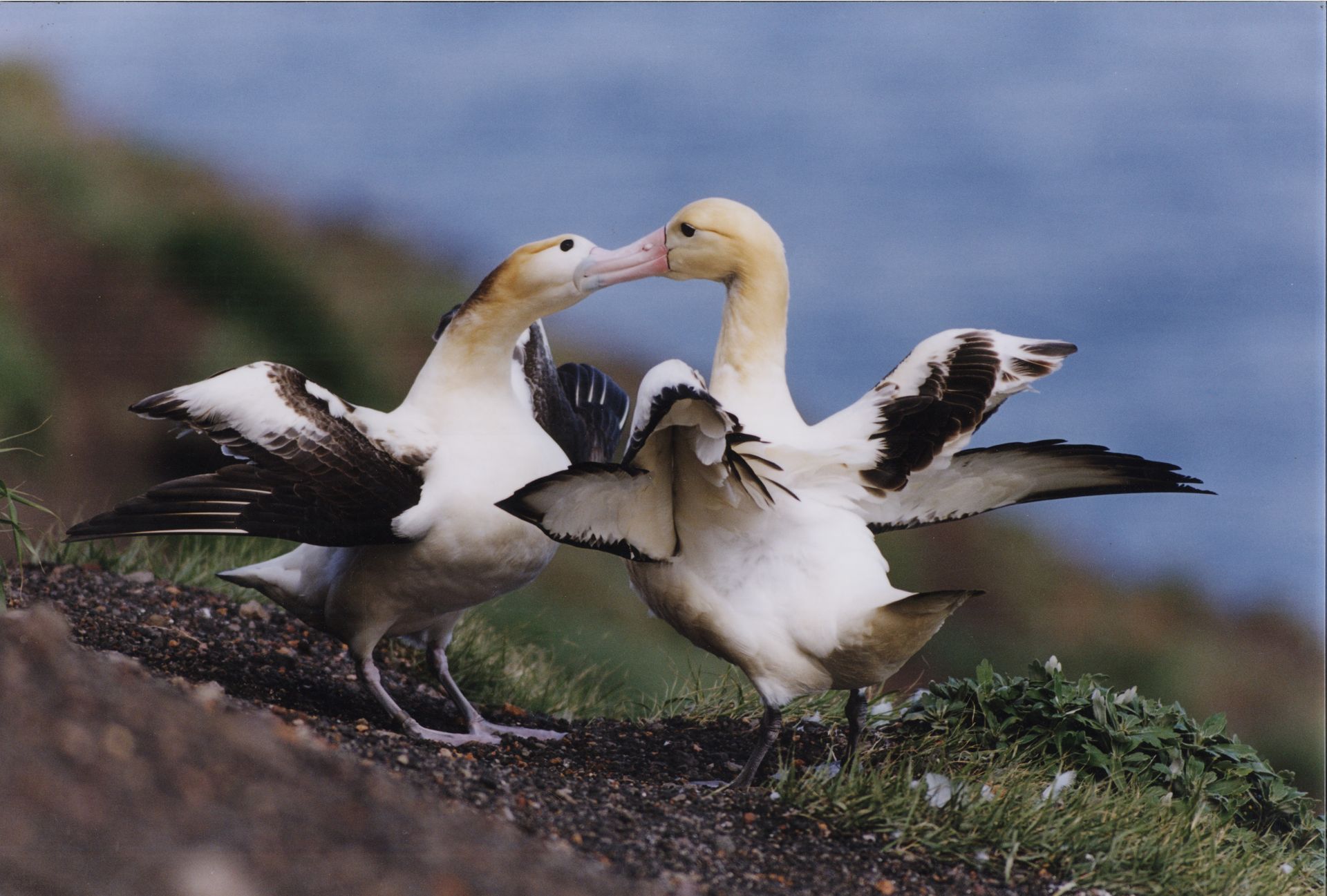 A couple of birds standing next to each other with their wings outstretched