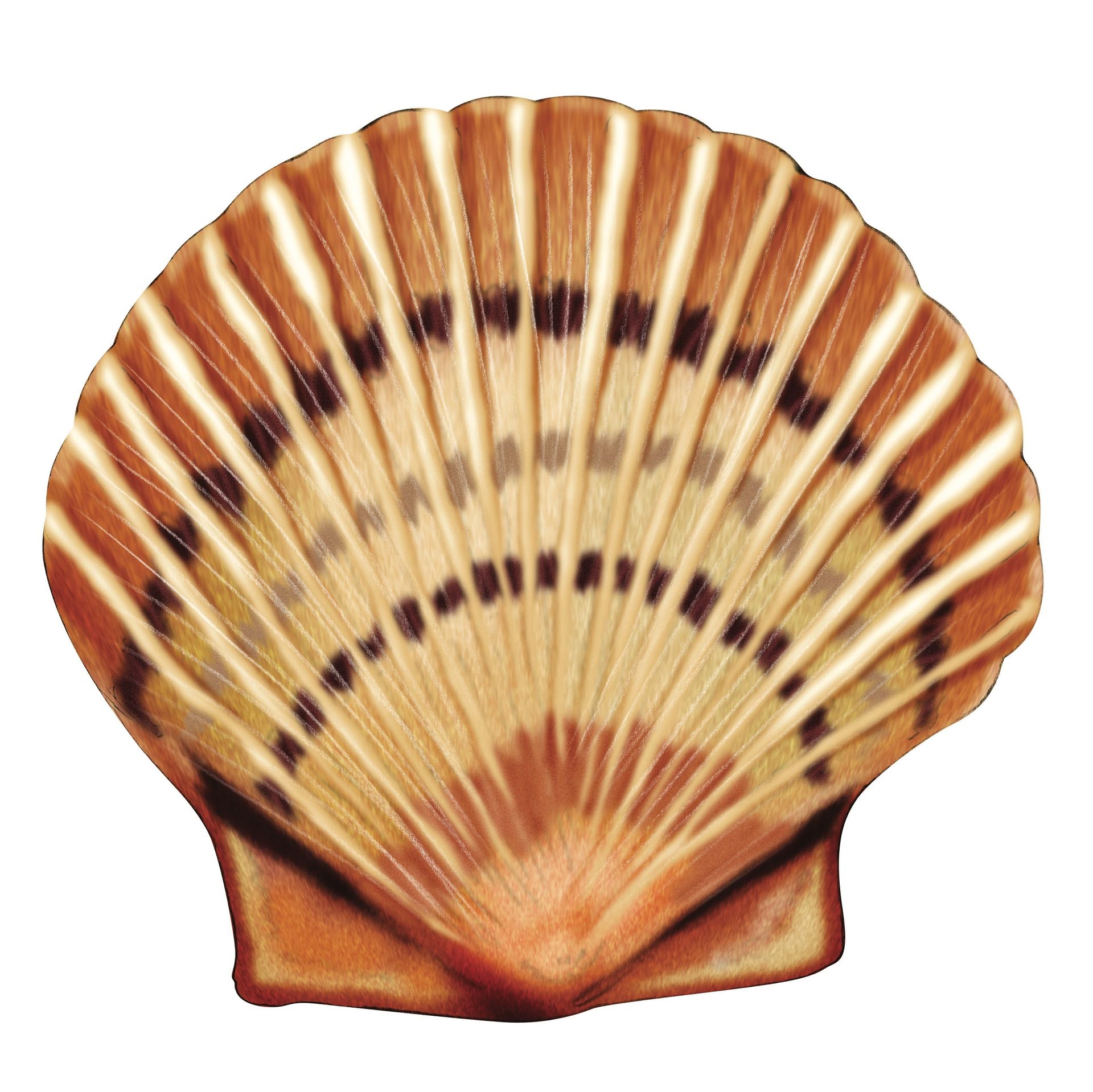 A close up of a sea shell on a white background