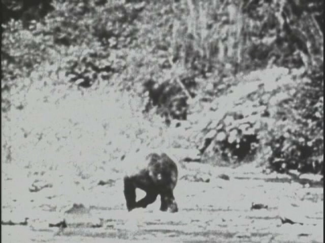 A black and white photo of a dog with the letter d on its back