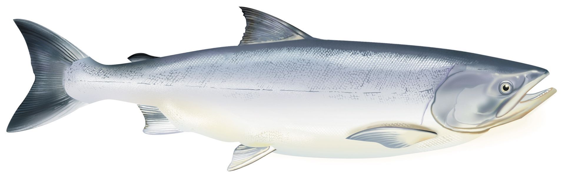 A close up of a salmon with its mouth open on a white background.