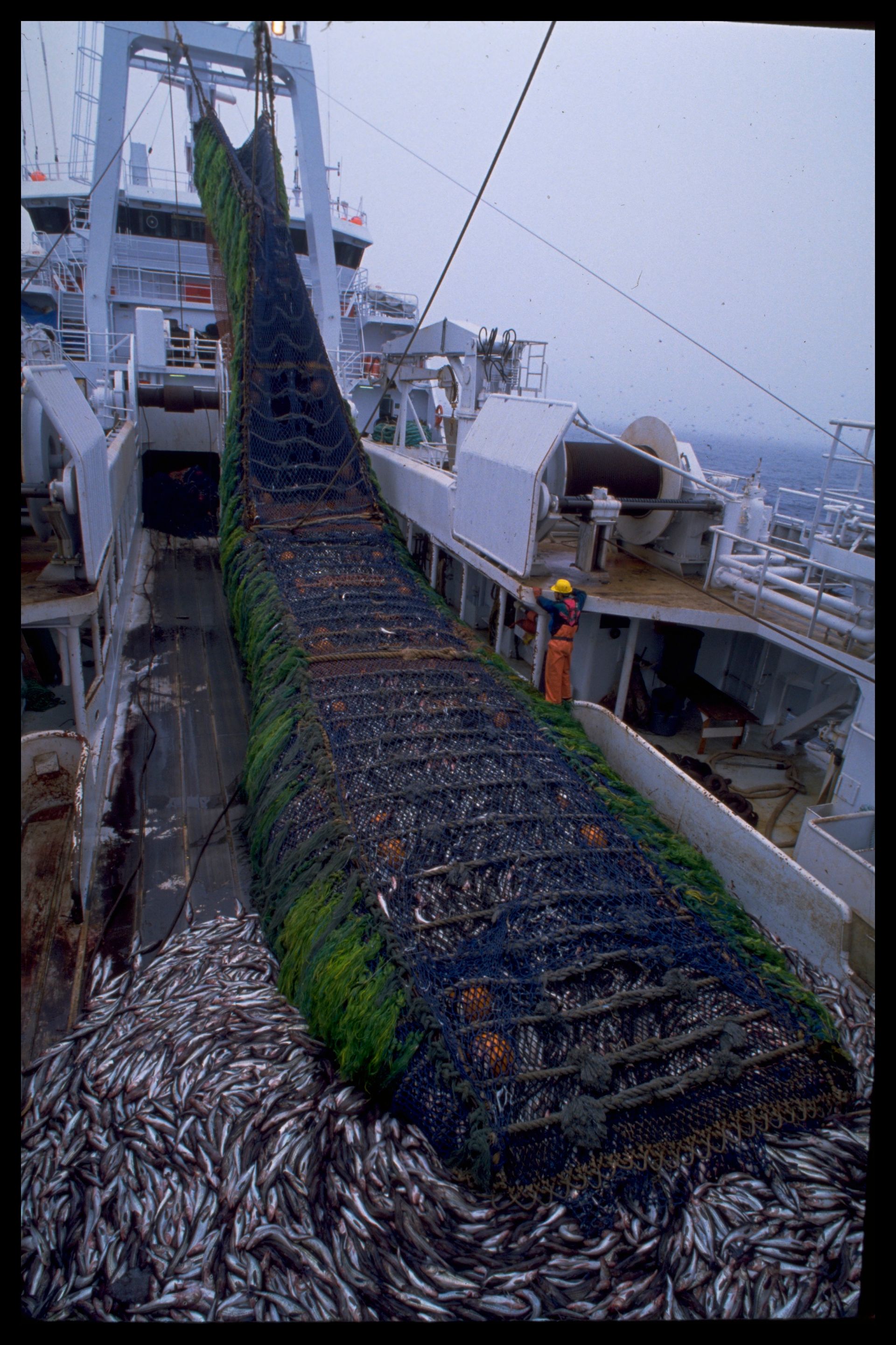 Cod End on a Pollock Trawler