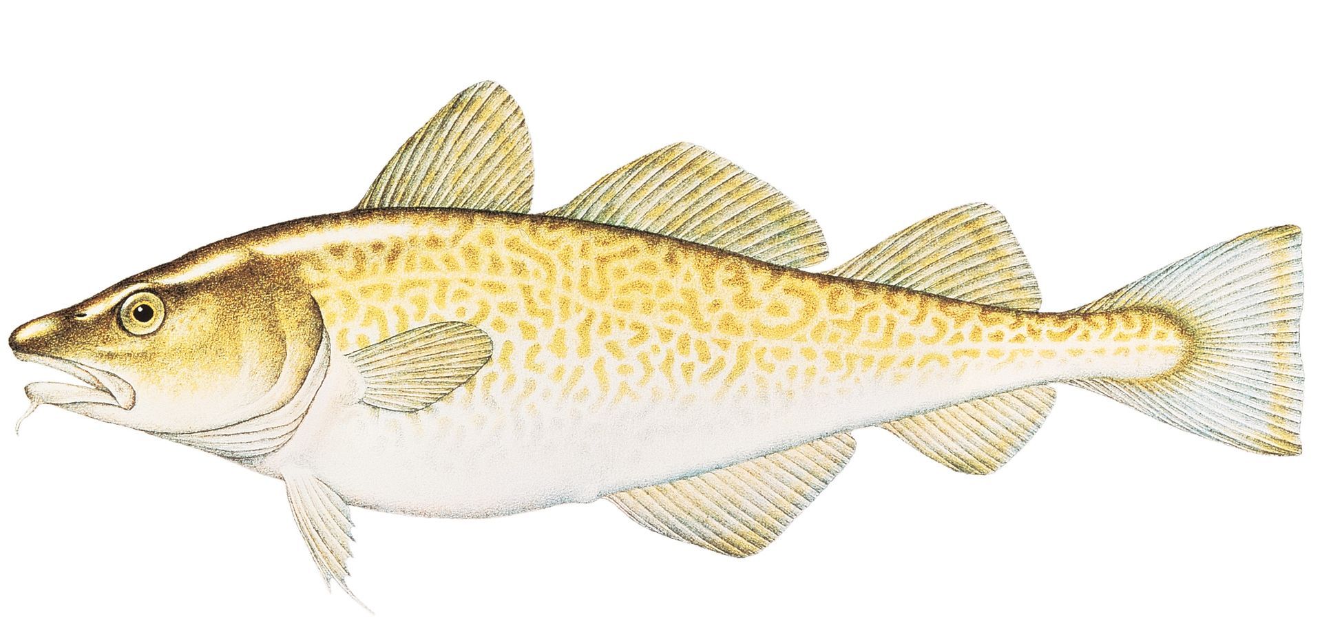 A drawing of a fish on a white background